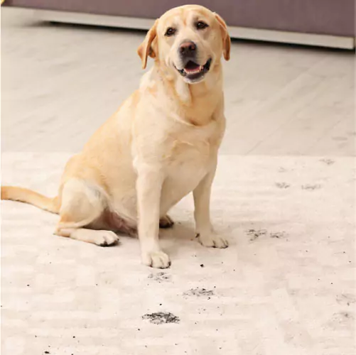 Carpet Cleaning | Jim Stellabuto's Everything Under Foot, Inc.
