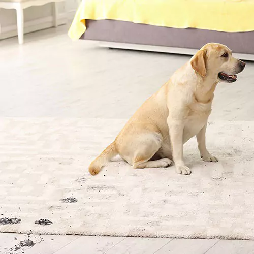 Cleaning Area Rugs | Jim Stellabuto's Everything Under Foot, Inc. Cleaning Area Rugs | Jim Stellabuto's Everything Under Foot, Inc.